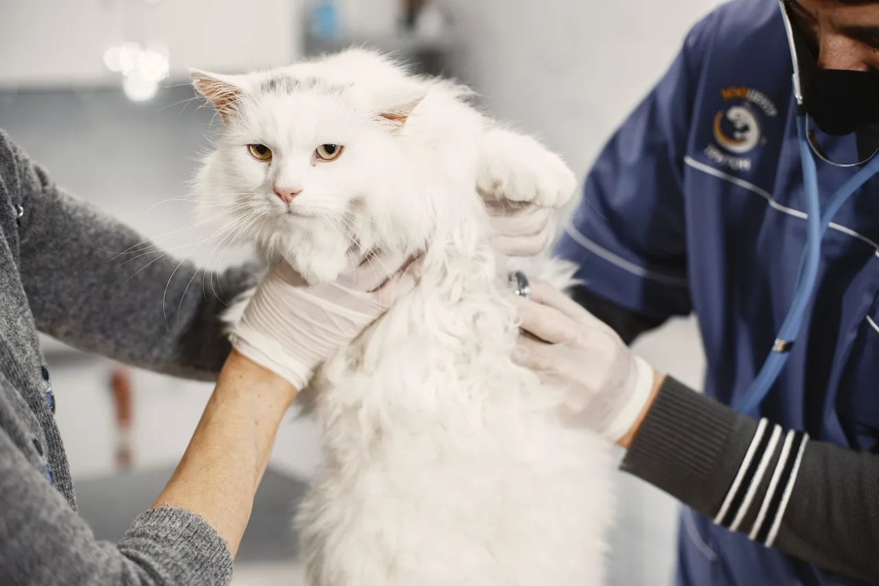Gato durante una revisión veterinaria