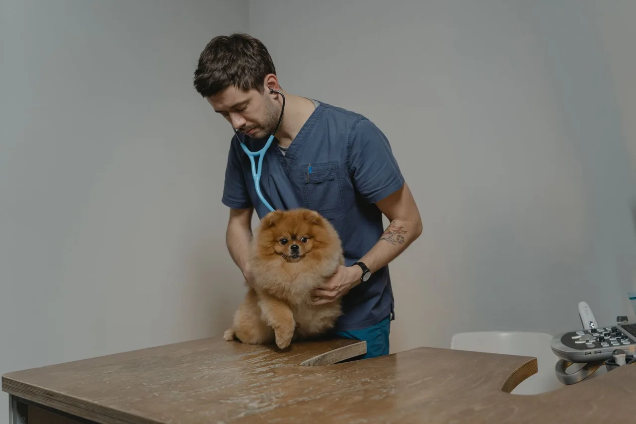 Veterinario atendiendo un perro en una clínica