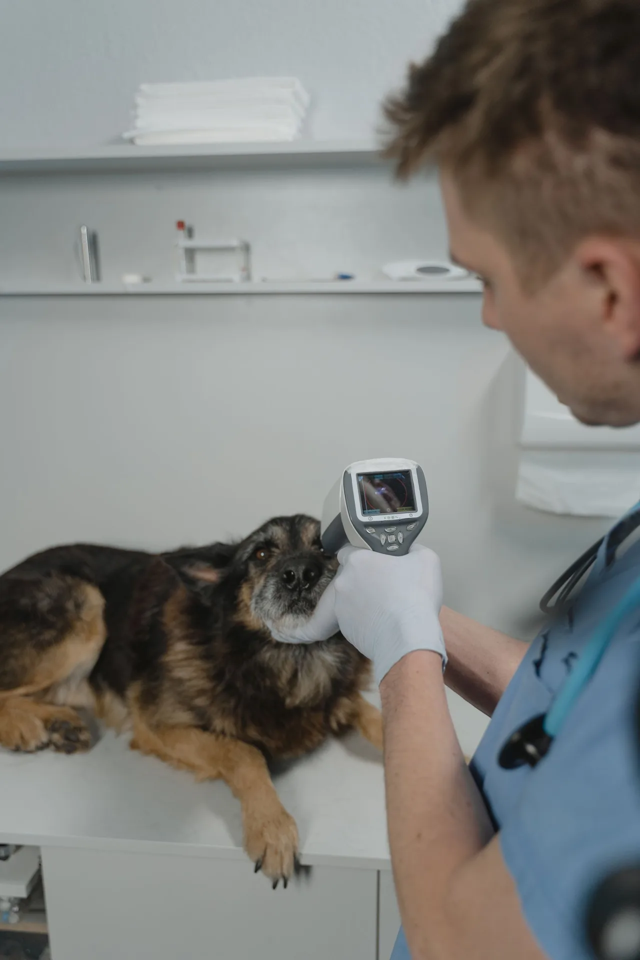 Veterinario usando equipo diagnóstico con un perro